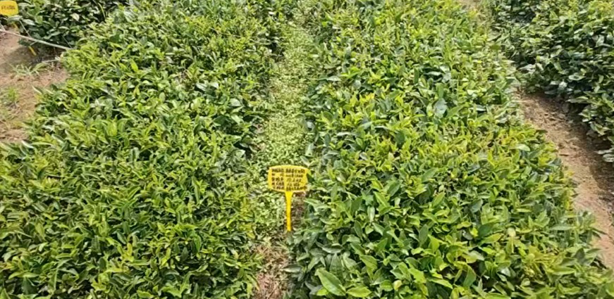 ۽aIBlչ rWӸuȪI_չ{